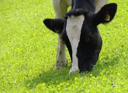 cow eat grass in a meadow