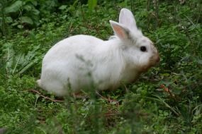 wild white rabbit in the forest