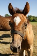 brown horse animal on the farm