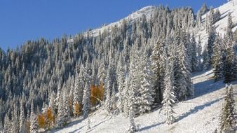 Trees in the snow on a mountainside in Colorado