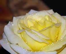 yellow rose flower with waterdrops
