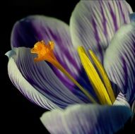 closeup photo of crocus bloom