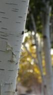 birch in autumn close up