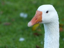 goose white