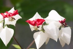 inflated buds of decorative flowers in Africa