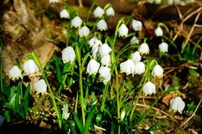 blooming snowdrops in the forest