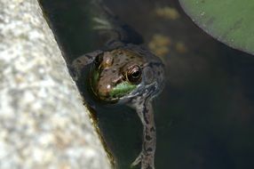 frog in a pond near a stone