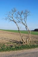 beautiful and delightful field tree