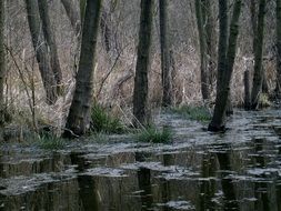large trees in the water among the swamps