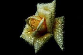 yellow rose in drops of water on black background