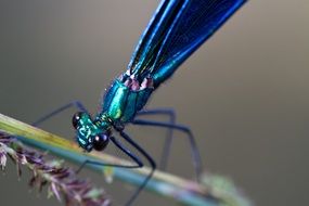 bright blue dragonfly macro scene