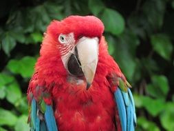 red head parrot zoo portrait