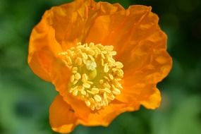 Beautiful orange poppy flower