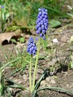 astounding armenian flower