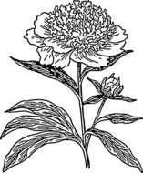 drawing of a big flower in biology book