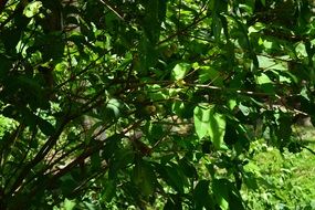 green bushes sinshine view