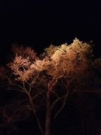 Landscape with the light on the trees