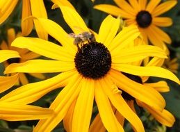 honey bee on yellow flower