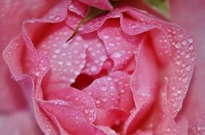 Pink rose in water drops close-up