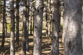 tree trunks in a forest