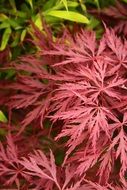 pink japanese maple