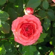 beauty gentle mini rose