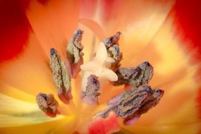 closeup of tulip pistils
