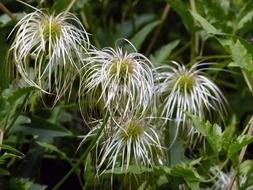 Golden Clematis flowers