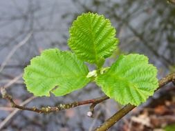 Beautiful green and yellow leaves in spring