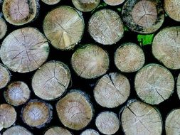 A pile of firewood piled on top of each other
