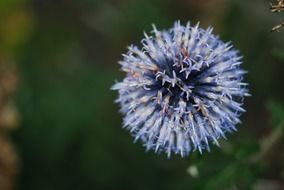 macro photo of blue flower in the garden