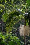 trees in subtropical forest in Australia