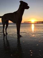 silhouette of a dog against the sunset