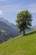 summer nature in Carinthia