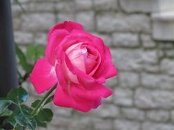 picture of the pink rose flower in a garden