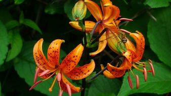 dragonfly on orange lily flower