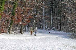 winter snow forest