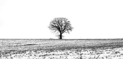lonely tree on a snow field