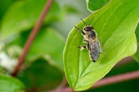 insect on a bright green leaf close-up