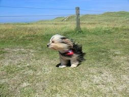 little dog on a strong wind