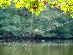 cobweb network close-up on blurred background