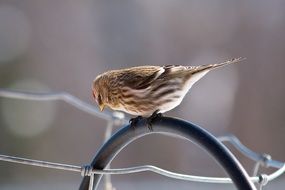 little gray bird in the wild