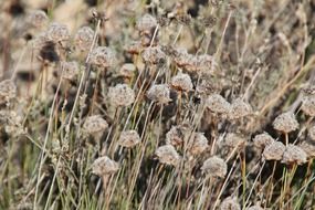 dry plants on a sandy beach