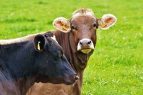 cute allg&auml;u cows
