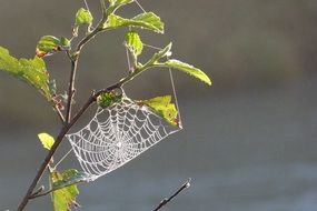 tender cobweb with dew moist