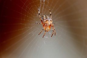 spider insect close cobweb nature