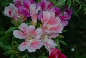 delicate garden flowers after rain