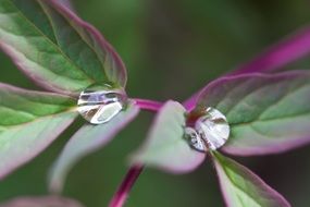 Raindrops on peony leaves