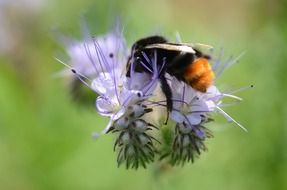 bee colecting nectar from a flower