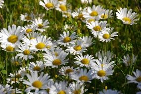 a cluster of white daisies on a field in the garden